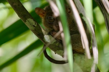 Tarsier looking curiously from behind a leaf, small primate, on branch in nature, Bohol, Philippines - obrazy, fototapety, plakaty
