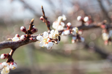 cherry branch with white flowers blooming in early spring in the garden. cherry branch with flowers, early spring. at sunset of the day, the setting sun shines on a branch
