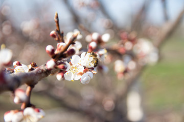 cherry branch with white flowers blooming in early spring in the garden. cherry branch with flowers, early spring. at sunset of the day, the setting sun shines on a branch