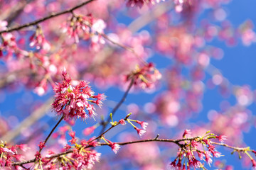 神奈川県 小田原市 根府川の「おかめ桜」