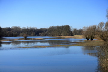 high water around willows in the forest