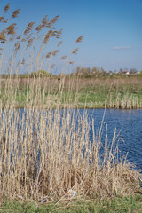 Beautiful spring river in the flowing nature. Colorful landscape in the morning and evening. Travel to deserted places of the world. Stock photo for design
