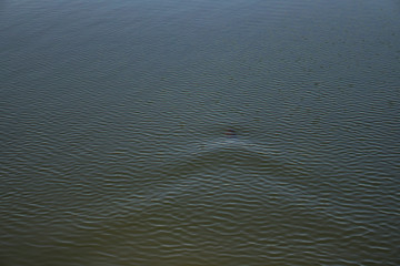 Beautiful surface of the water of the river and lake. Pond and waves from the wind in nature. Background for your design.