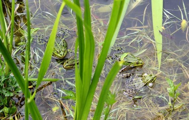  frog mating season