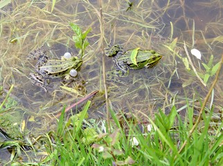  frog mating season