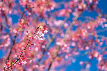 神奈川県 小田原市 根府川の「おかめ桜」