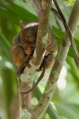 Sleepy tarsier with closed eyes and long tail, small primate, on branch in nature, Bohol, Philippines