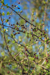 Beautiful spring green landscape with blurry background. Summer background for design.