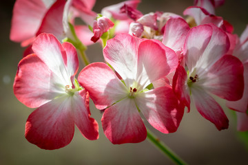 Fototapeta na wymiar Close-up of homemade pink flowers on a windowsill.