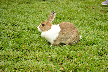  rabbit in the grass