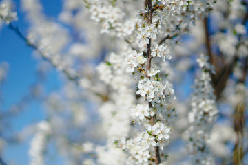 Beautiful flowering tree In the spring. Flowers in April time in the sun. Stock background in nature