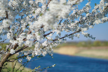 Beautiful flowering tree In the spring. Flowers in April time in the sun. Stock background in nature