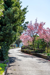 神奈川県 小田原市 根府川の「おかめ桜」
