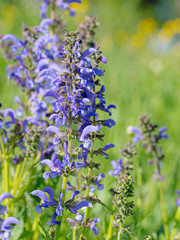 Blühender Wiesensalbei, Salvia pratensis