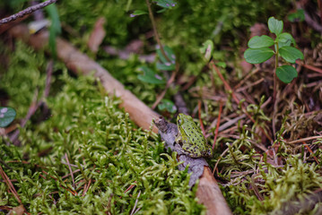 A green frog with dark spots sits on a brown twig surrounded by moss