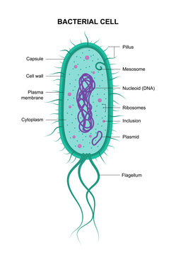 Cell Biology: Prokaryotic Cell Diagram Diagram | Quizlet
