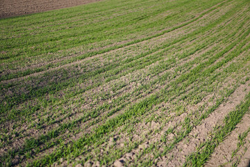 Sown farm field with wheat and cereal. Rising sprouts of barley and oats. A boundless garden with bread for food. Industrial stock theme