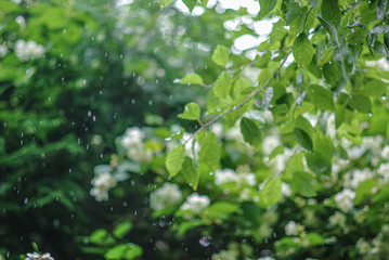 Fototapeta na wymiar summer rain on a background of blurred greens and jasmine flowers