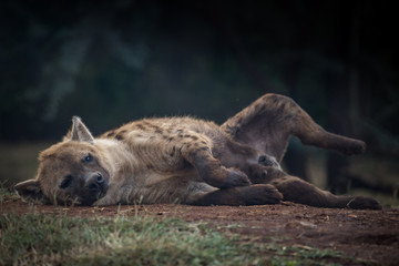Spotted Hyena relaxing