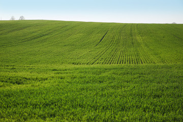 Fototapeta premium Sown farm field with wheat and cereal. Rising sprouts of barley and oats. A boundless garden with bread for food. Industrial stock theme