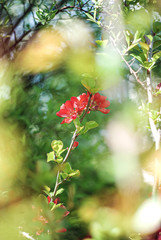 red flowers of Japanese quince through the green against the blue sky and foliage