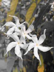 Fototapeta na wymiar White flowers in the garden of the house