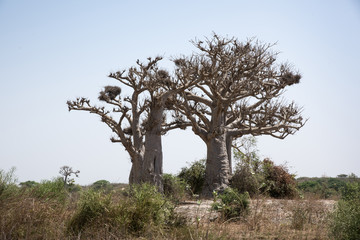 Fototapeta na wymiar baobabs senegal