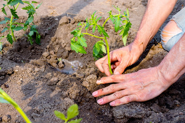 Farmer planting young seedlings of tomato in vegetable garden.