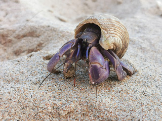 Hermit crab with a shell on sandy beach