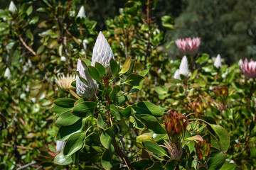 Obraz premium Red flower white flower