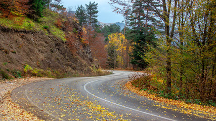 road in autumn