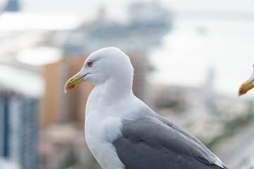 seagull on the beach
