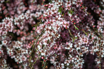 flowers in the garden