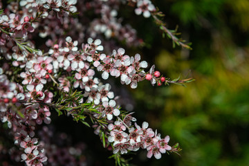 flowers in the garden