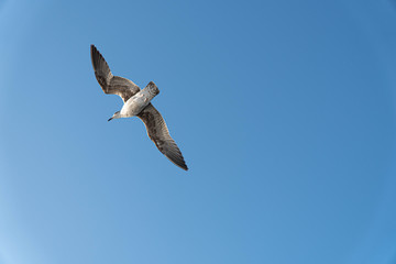 seagull in flight