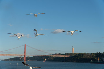 Fototapeta na wymiar seagulls on the bridge