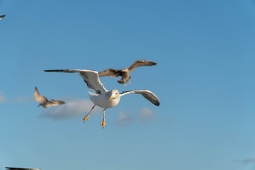 seagull in flight