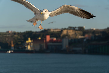 seagull in flight