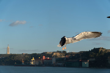 seagull in flight
