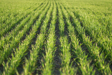 Sown farm field with wheat and cereal. Rising sprouts of barley and oats. A boundless garden with bread for food. Industrial stock theme