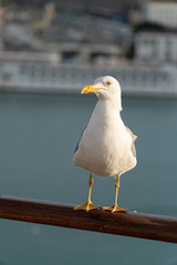 seagull on the beach