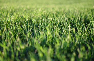 Sown farm field with wheat and cereal. Rising sprouts of barley and oats. A boundless garden with bread for food. Industrial stock theme