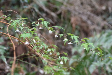 Rubus palmatus flowers / Rubus palmatus is a deciduous shrub of the family Rosaceae, with white flowers blooming downward in spring.