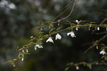 Rubus palmatus flowers / Rubus palmatus is a deciduous shrub of the family Rosaceae, with white flowers blooming downward in spring.