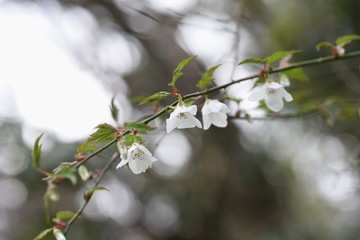 Rubus palmatus flowers / Rubus palmatus is a deciduous shrub of the family Rosaceae, with white flowers blooming downward in spring.