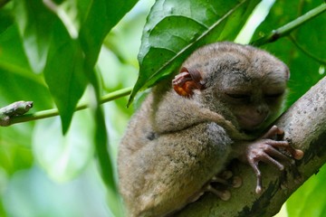 Sleepy tarsier with closed eyes, small primate, on branch in nature, Bohol, Philippines