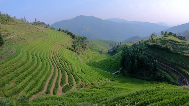 Panoramic view of Seven Stars Accompany the Moon cascading layered Rice Terraces forming part of Longji Rice Terraces, Pingan village, Guangxi Province, China