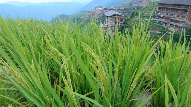 Close up of growing rice on the Longji Rice Terraces, Pingan village, northern Guilin, Guangxi Zhuang Autonomous Region aka Guangxi Province, China