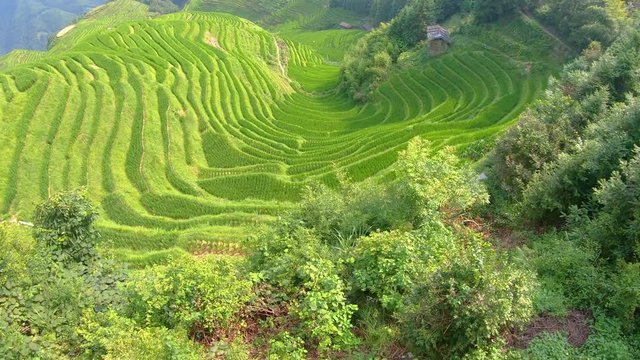 View of the beautifully scenic Seven Stars Accompany the Moon cascading layered Rice Terraces forming part of Longji Rice Terraces, Pingan village, northern Guilin, Guangxi Province, China