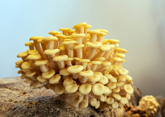 Growing light yellow tree fungi, / Pleurotus cornucopiae / at home. Cultivation in sacks containing wood chips.. - 330721719